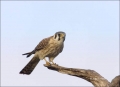 American-Kestrel;Kestrel;Falco-sparverius;one-animal;close-up;color-image;nobody